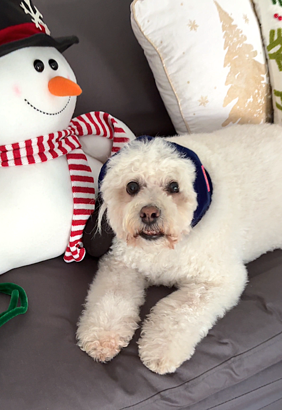 Orejera Reductores de Ruido para Mascotas Azul Marino