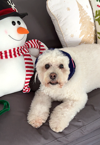 Orejera Reductores de Ruido para Mascotas Azul Marino