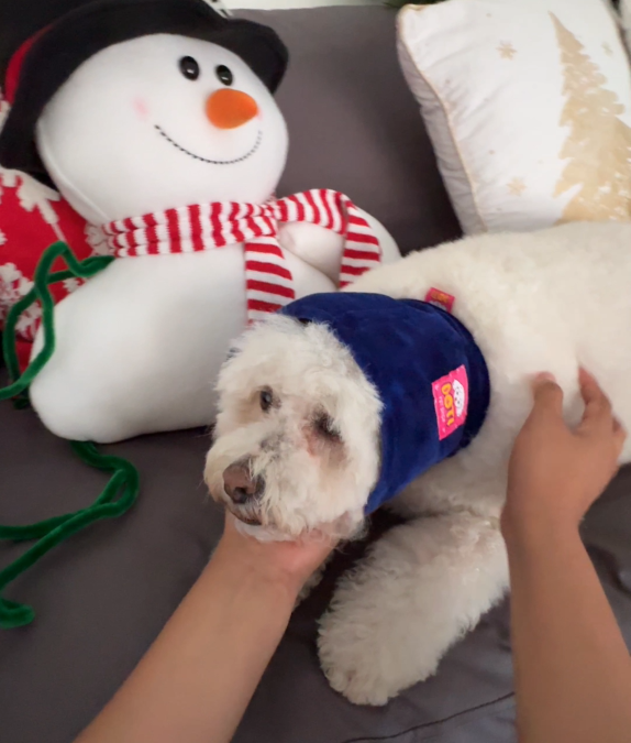 Orejera Reductores de Ruido para Mascotas Azul