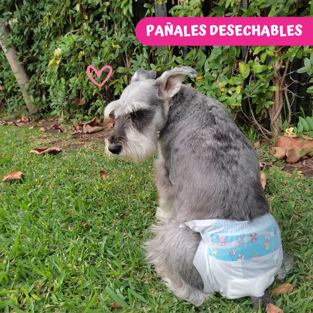 Pañales para perros: Hembras